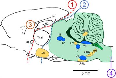 The O2-sensitive brain stem, hyperoxic hyperventilation, and CNS oxygen toxicity